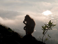Mount Batur's monkeys scavenge food from hikers